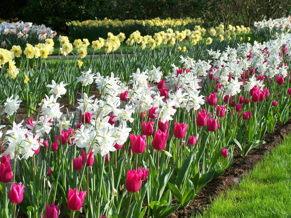 Edmond Adolph Backlund