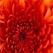 Marta Isabel Sanborn