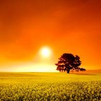 James David Schreiber