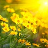 Judith Corinne Hempel