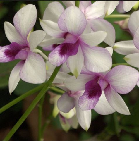 Mele Laukau Tanginoa