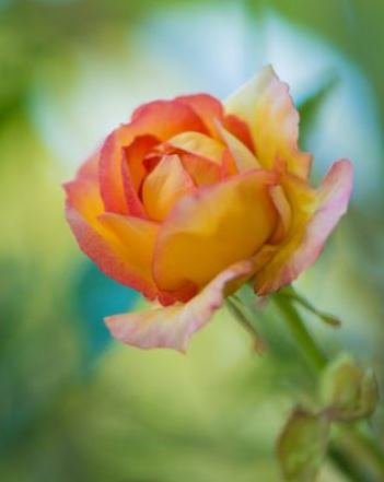 Joyce Louella Namoki Osife