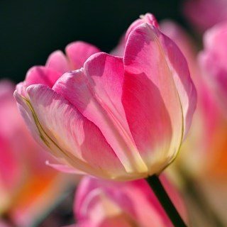 Rienettie Rose Martin