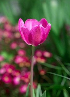 Claudia Jean Zweifel