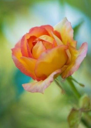 Jean Lavonne Fankhauser