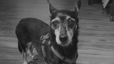 Merle D. Volrich — photo 5