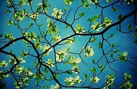 Sophia Victoria Camasto