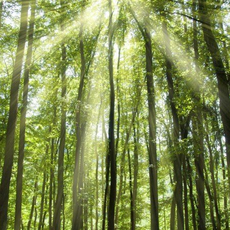 Leonard Rolland Dunn