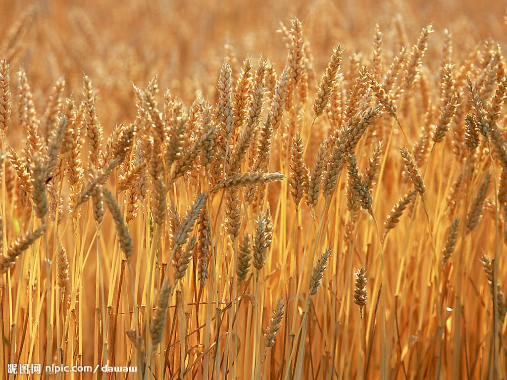 Dennie Doreen Borland