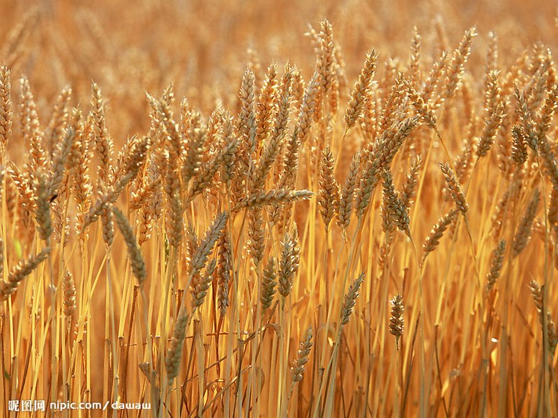 Dennie Doreen Borland