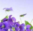 Marjorie Fain Sarager