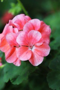 Abbra Janice Lawrence