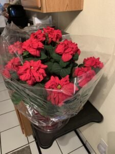 Theresa Ann Cantalice — photo 454