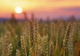 Merlin Dean Gindlesperger